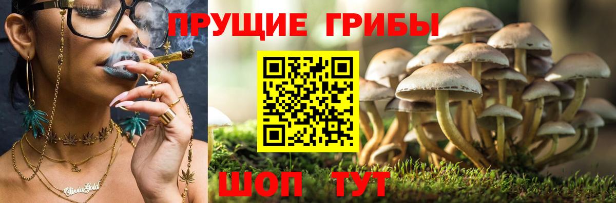 Псилоцибиновые грибы прущие грибы Узловая